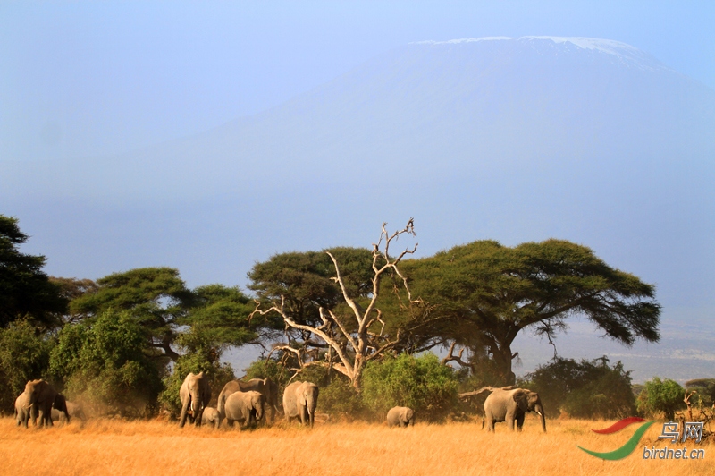 ����������ѩɽ�£������ѩ�߾�������������ѩɽ��