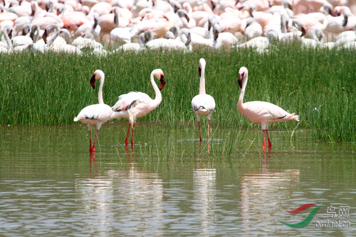 ��������(������)