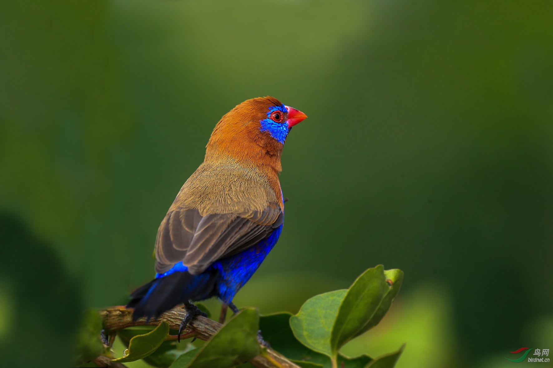 紫蓝饰雀(肯尼亚拍鸟39)(贺获本版佳作)