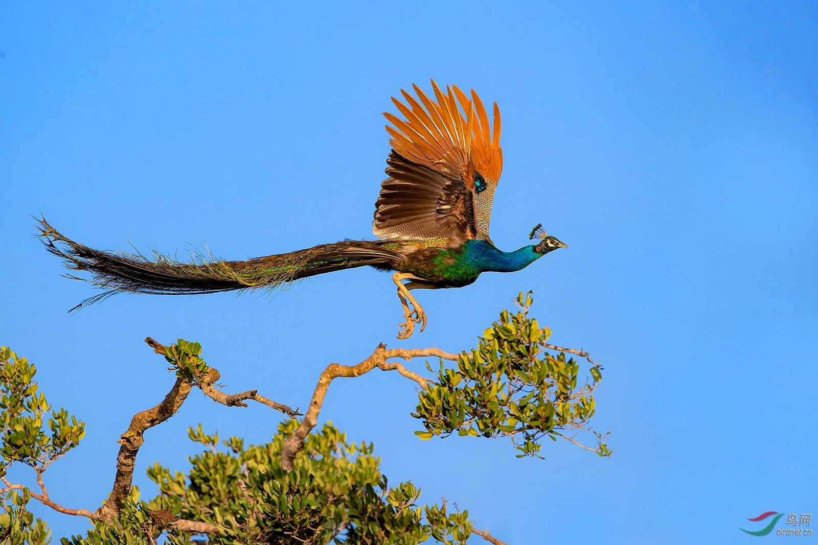 飞舞的蓝孔雀 ——斯里兰卡