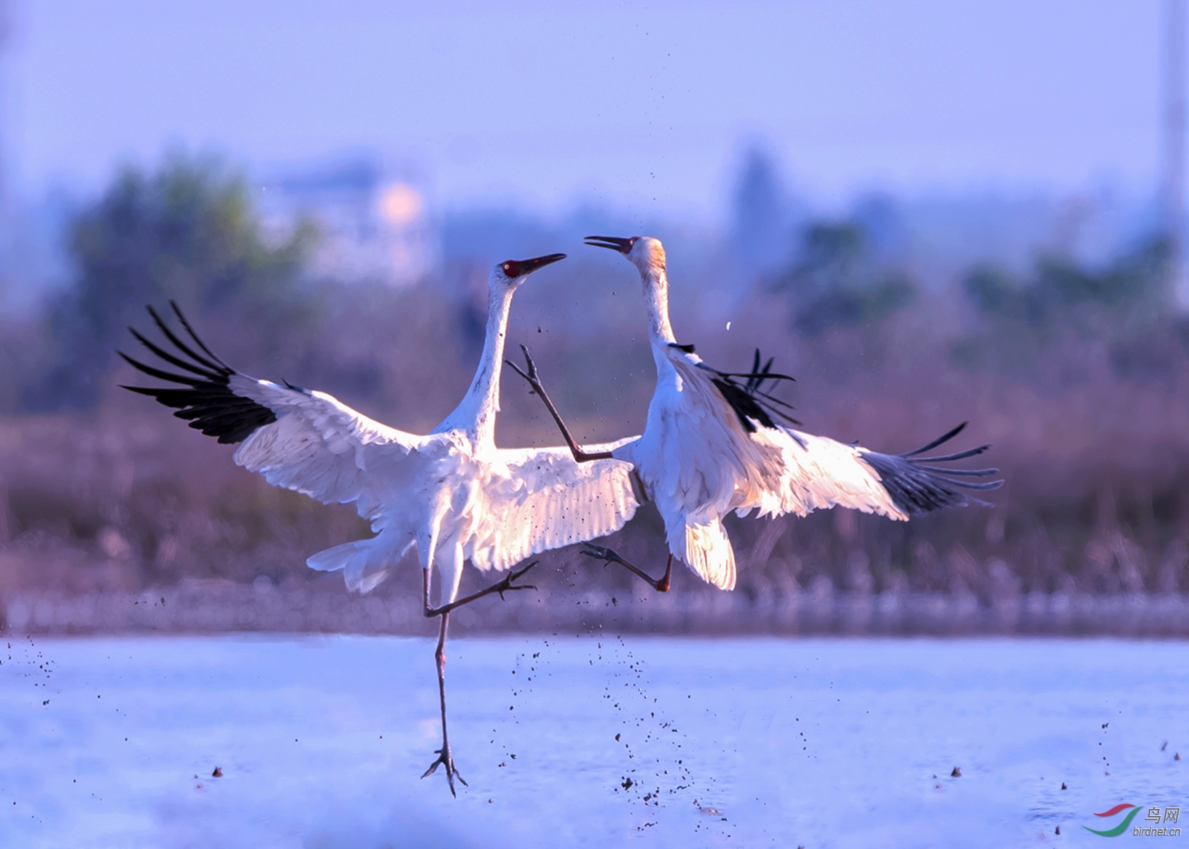 DSC_4194-1.jpg