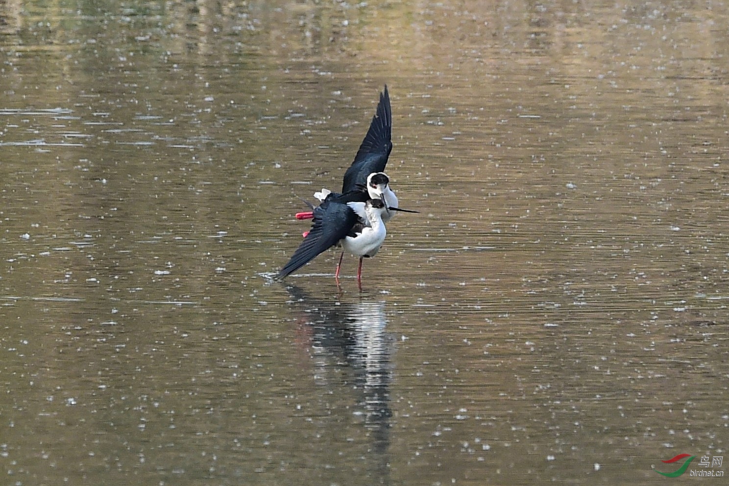 AAA_1665 - ����.jpg