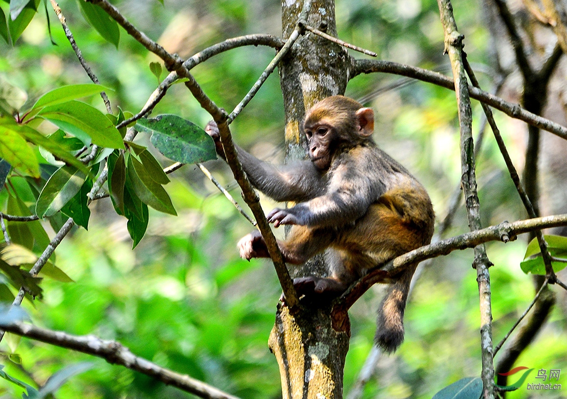 小心翼翼西双版纳的幼猴