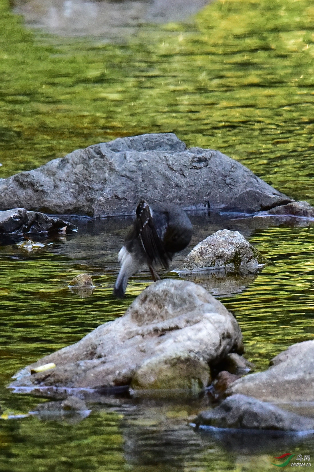 DSC_0978.JPG