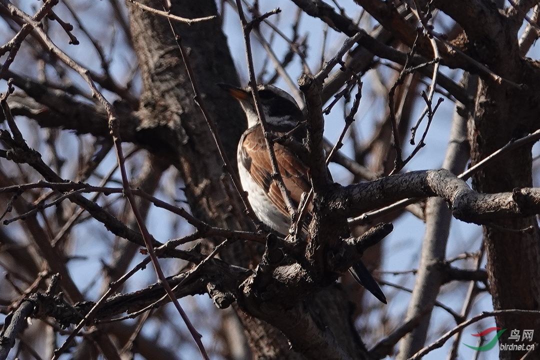 DSC09253_����.jpg
