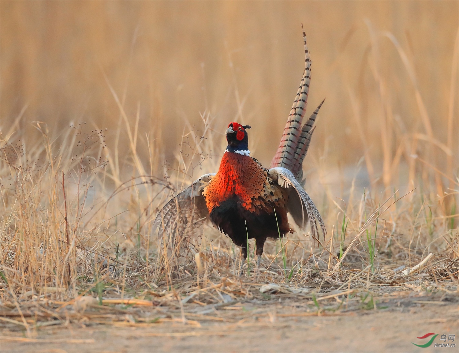 11 - ����.jpg