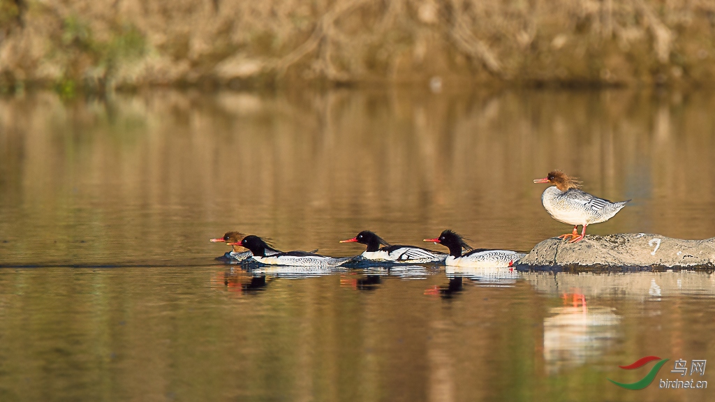 DSC_7164 _1.jpg