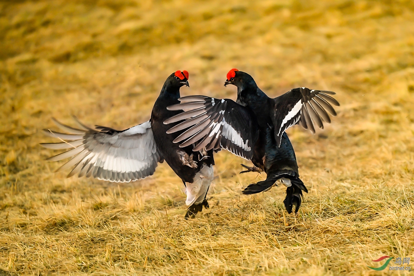 _LZP0423.jpg1.jpg