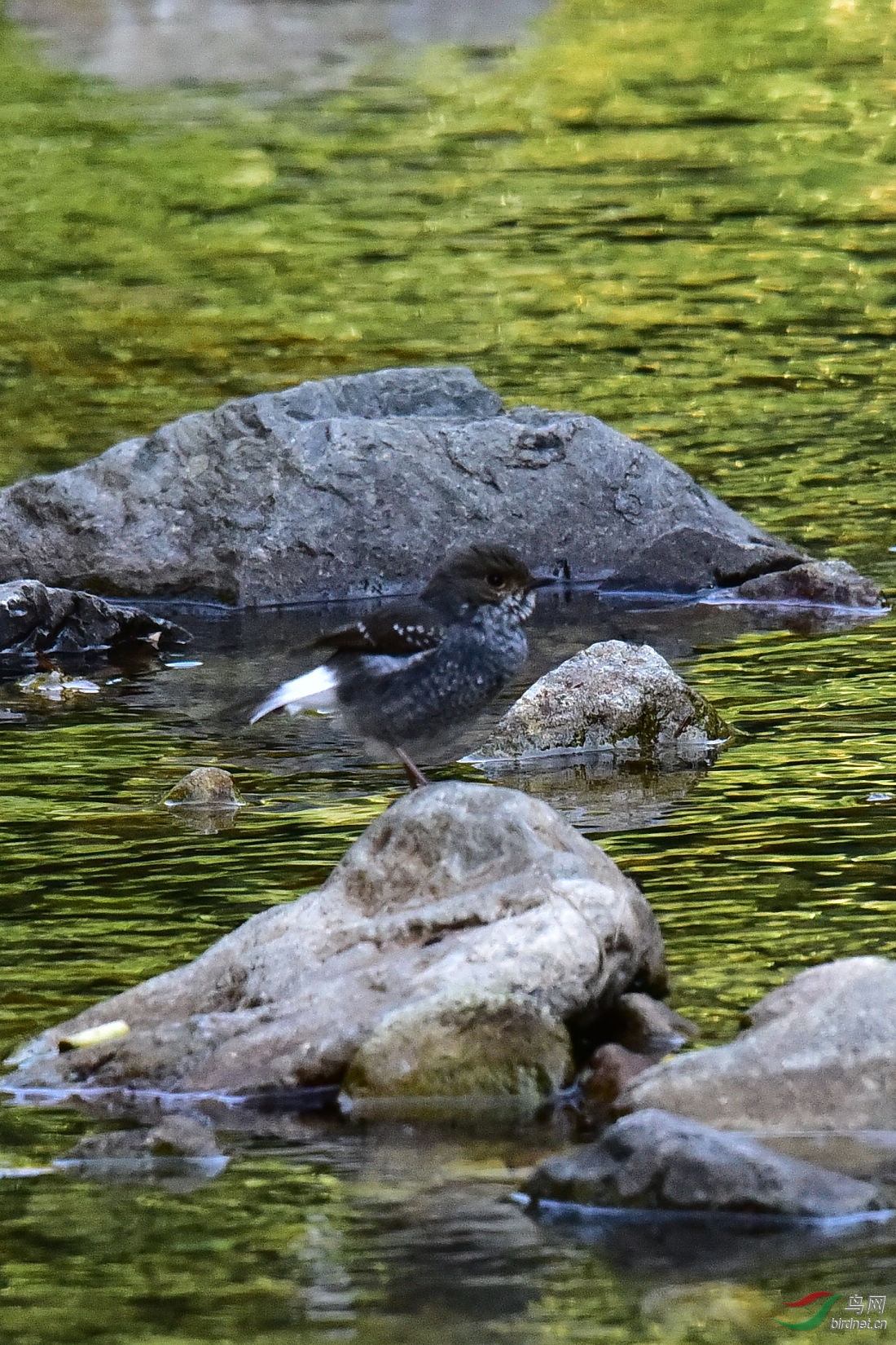 DSC_0979.JPG