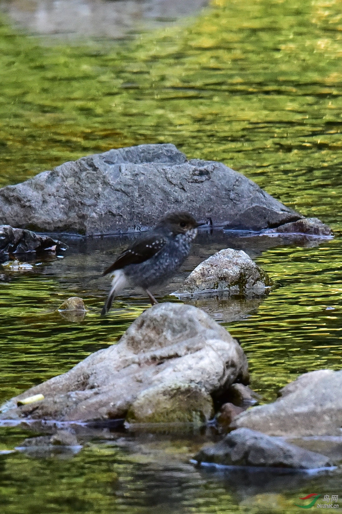 DSC_0980.JPG