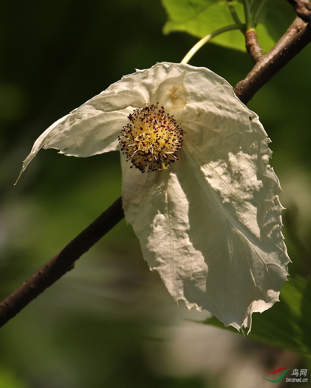 杭州植物园国宝级重点保护植物珙桐开的鸽子花分享