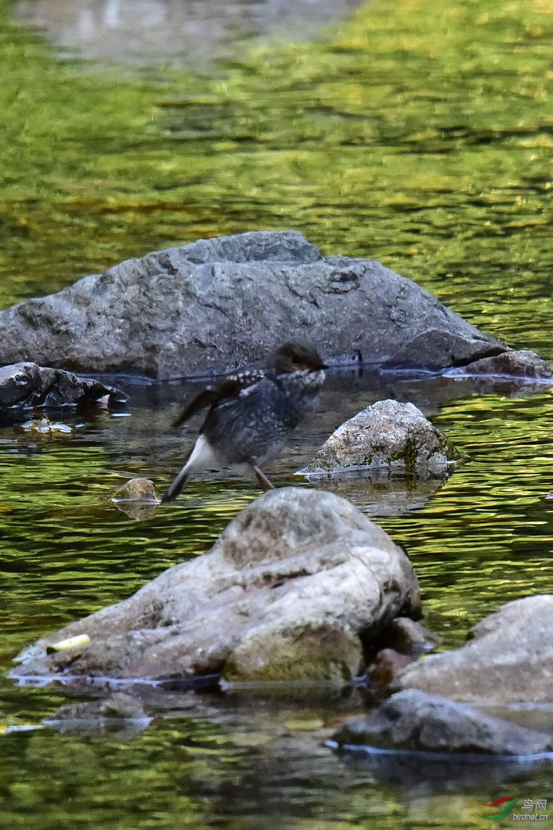 DSC_0981.JPG