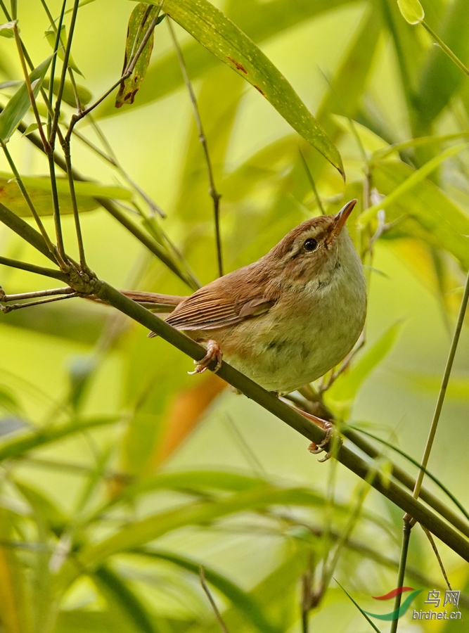 强脚树莺-27.jpg