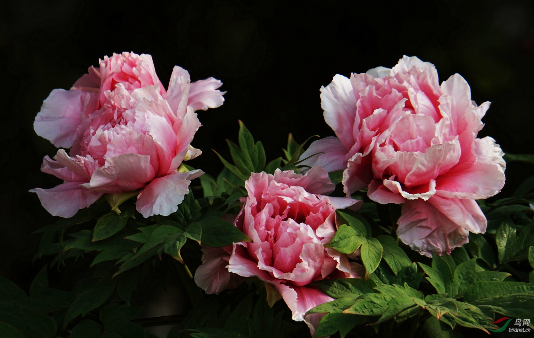DSC08543.JPG