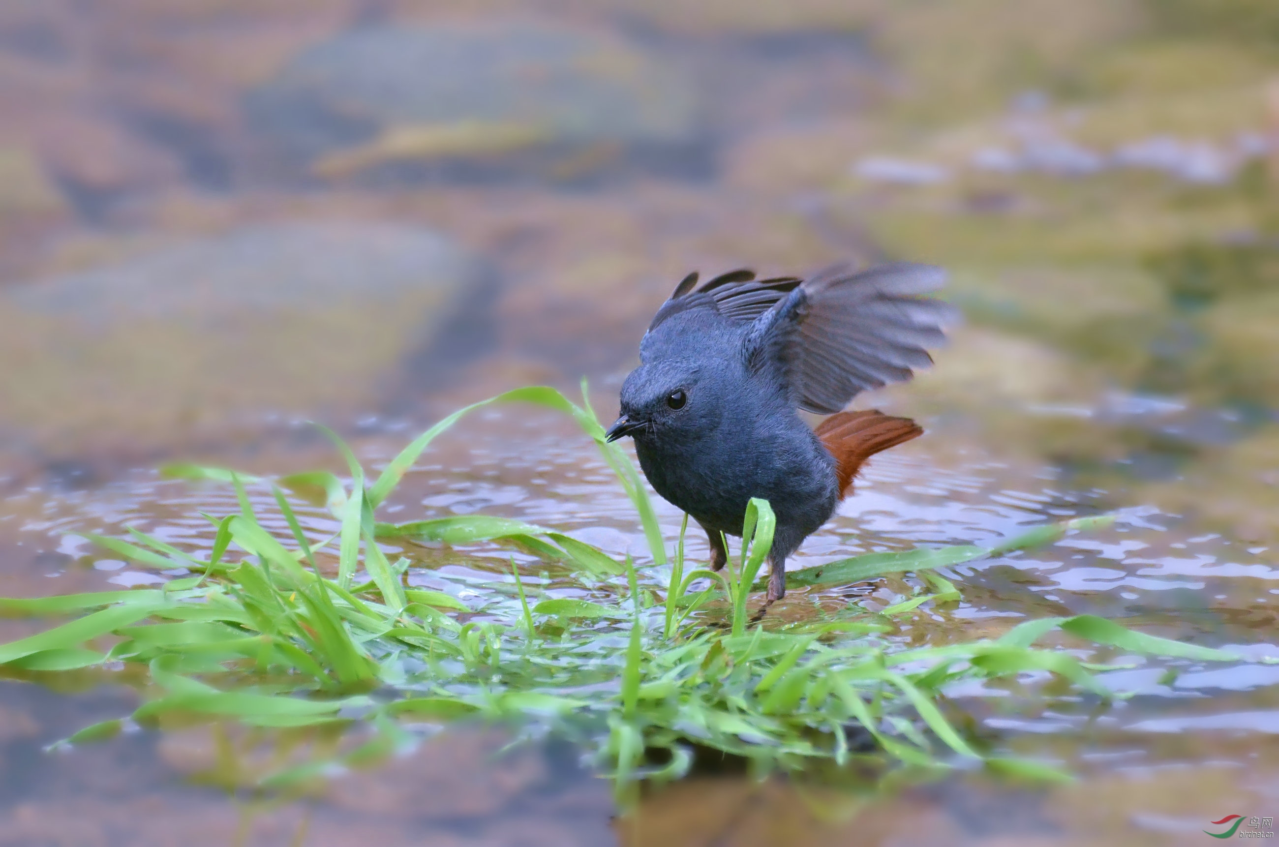 DSC_8247.JPG