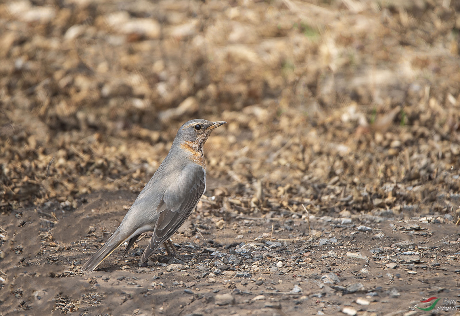_DSC0838ab.jpg
