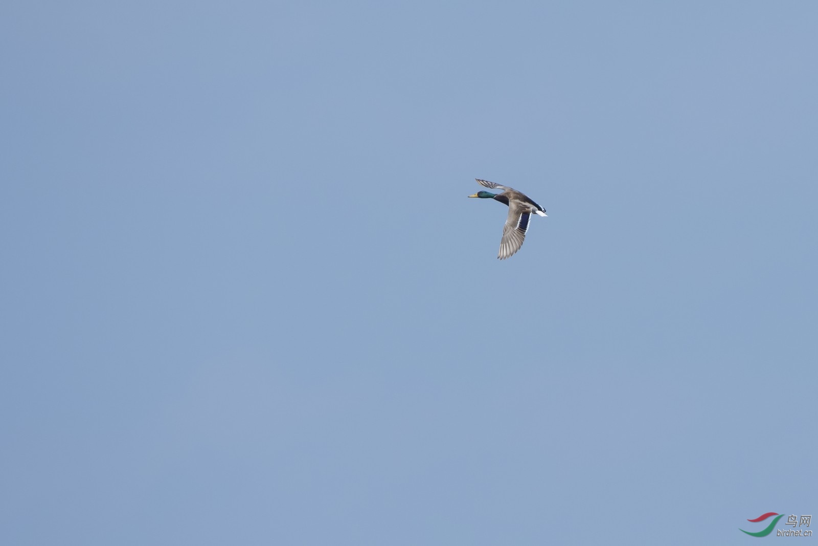 _DSC5241a.jpg
