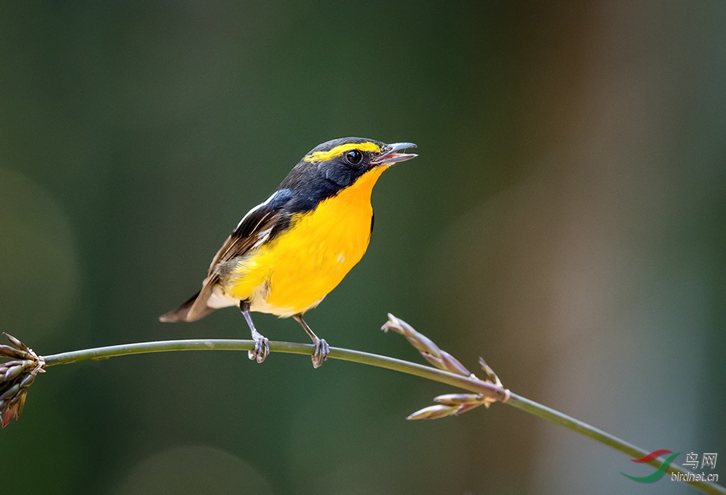 ����----��ü���l