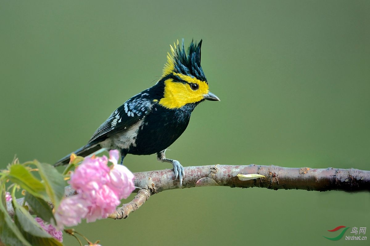 ���һŭΪ����