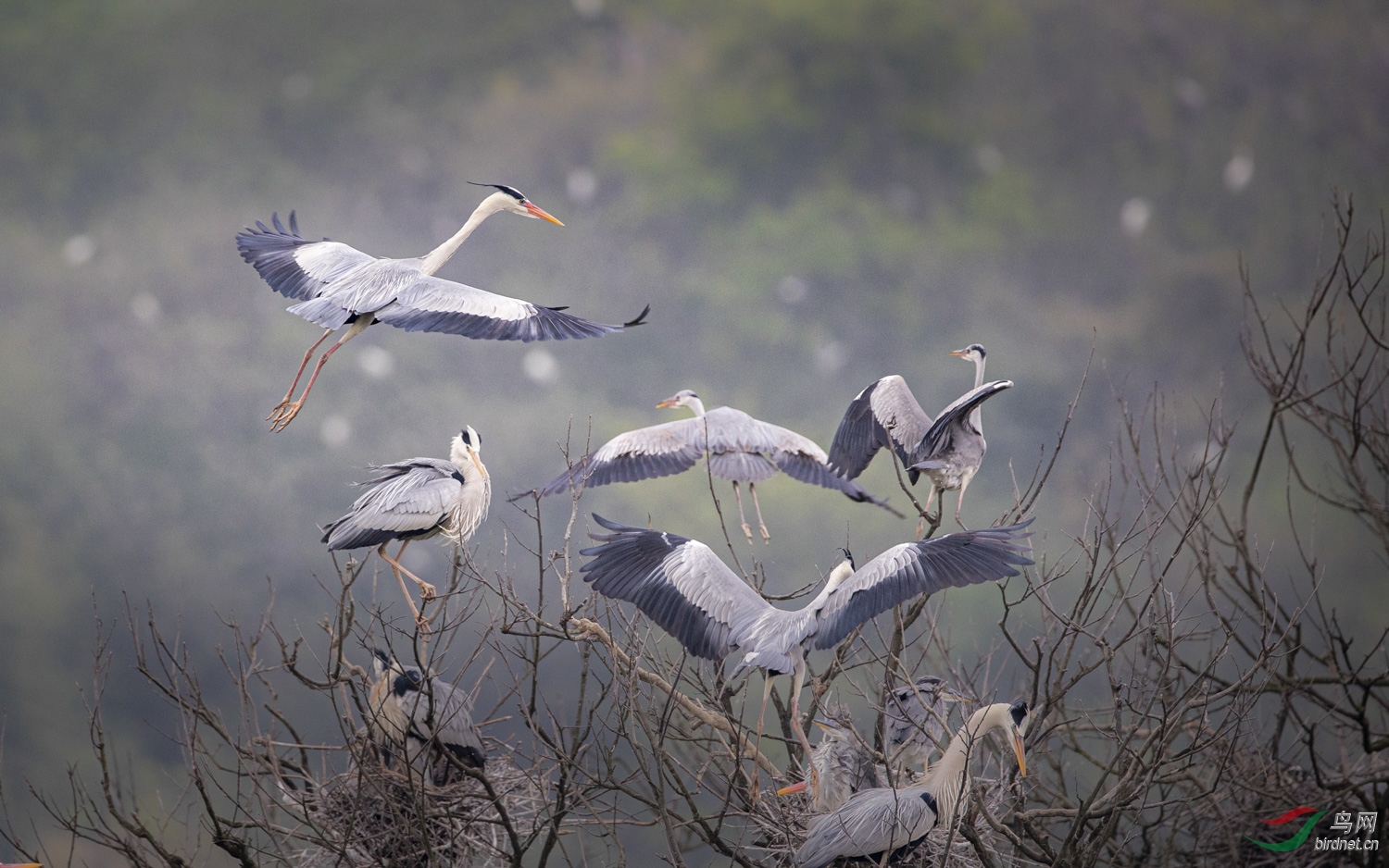 苍鹭   025  20200405.jpg