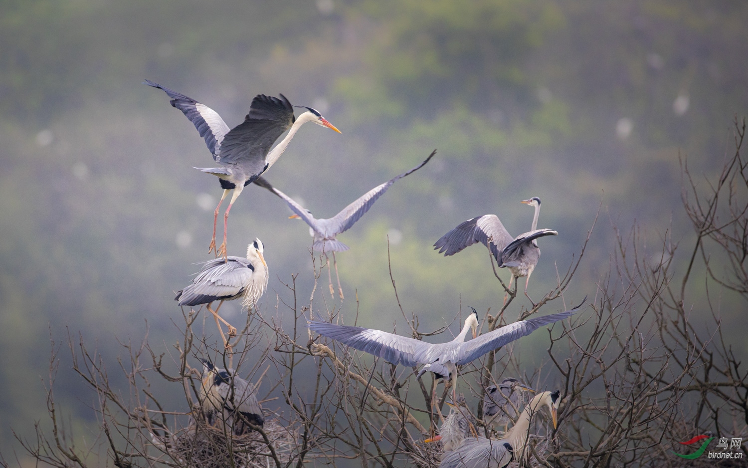 苍鹭   027  20200405.jpg