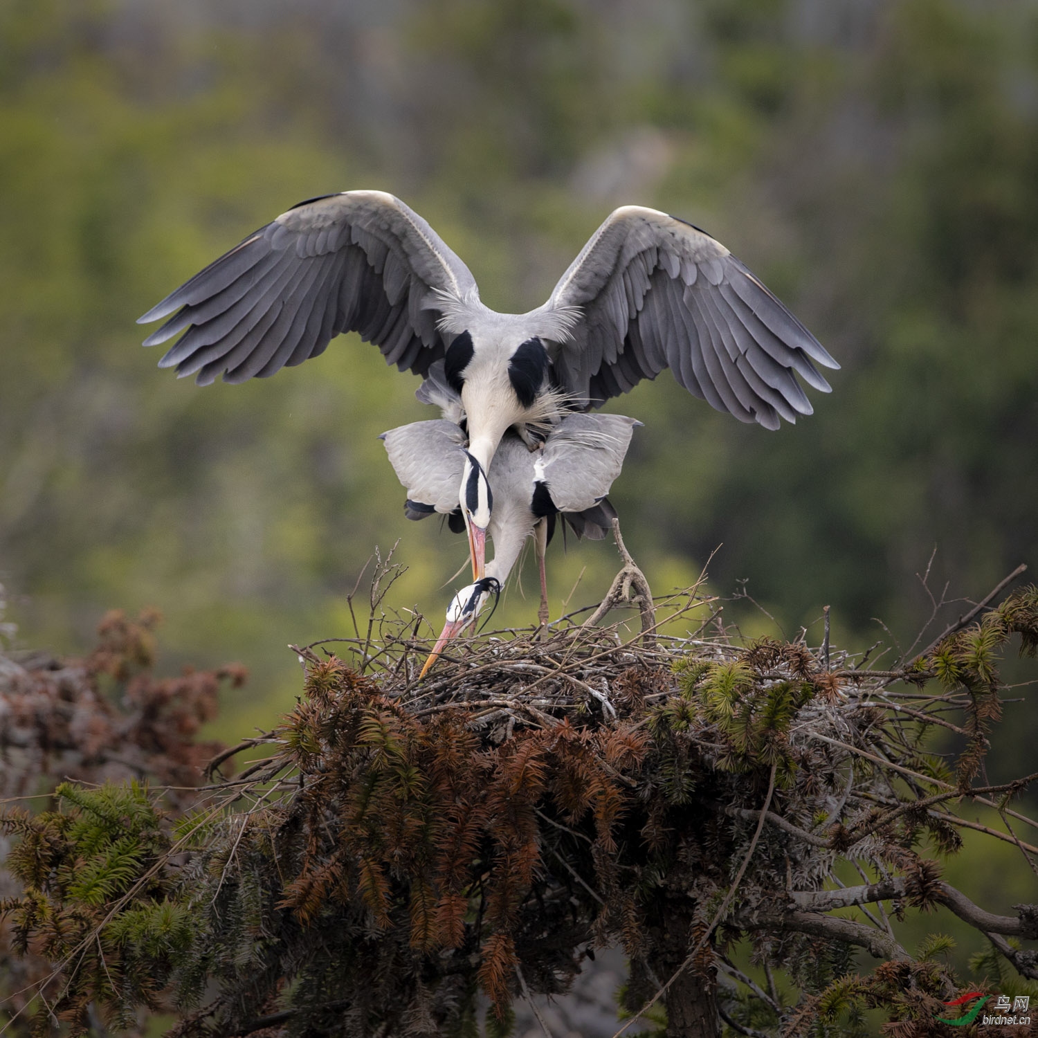 苍鹭   060  20200405.jpg