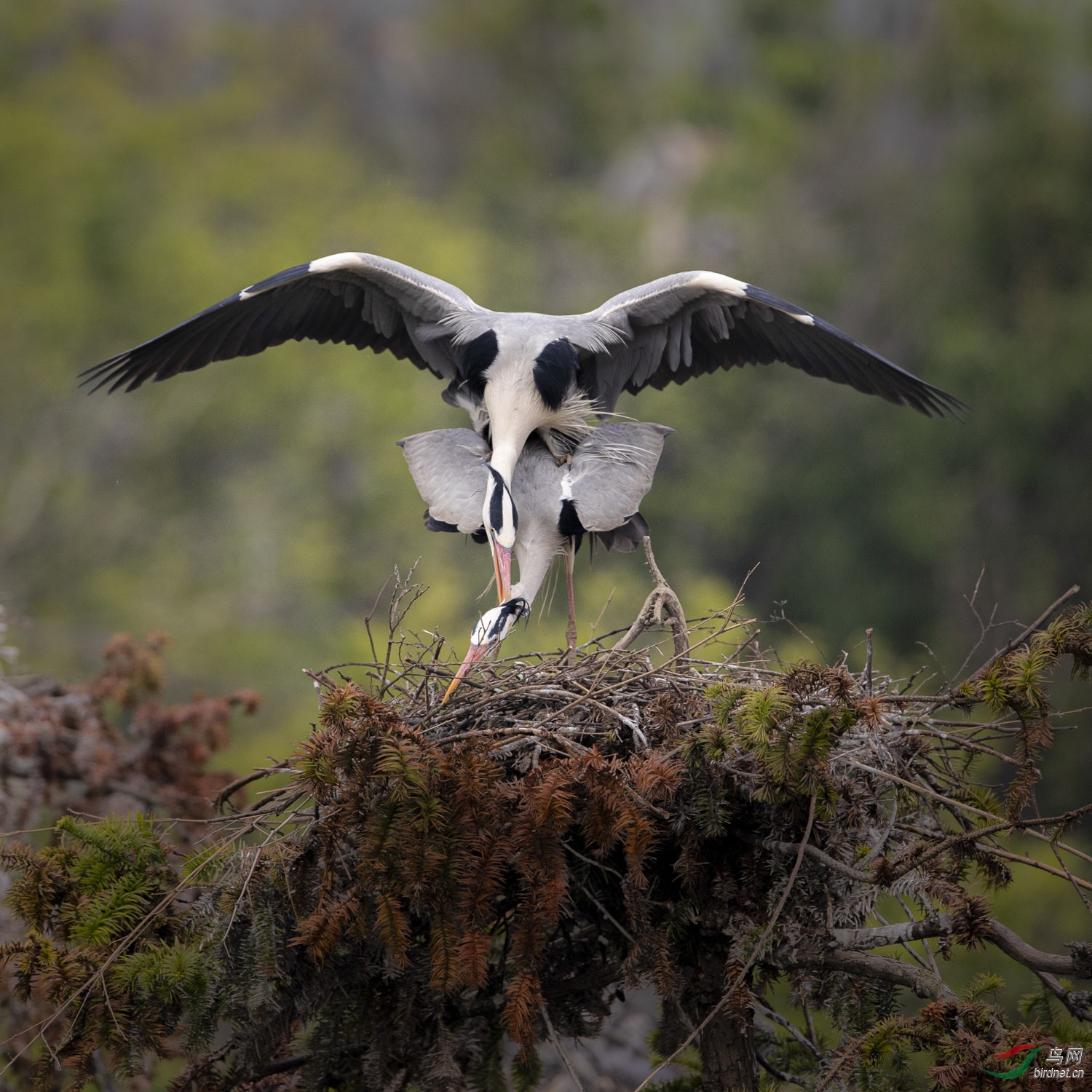 苍鹭   059  20200405.jpg