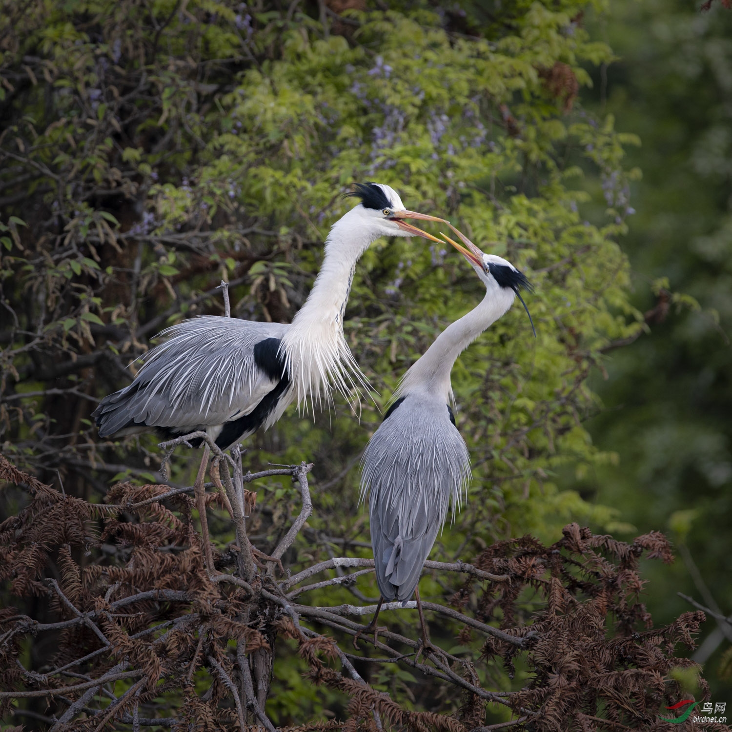 苍鹭   086  20200405.jpg