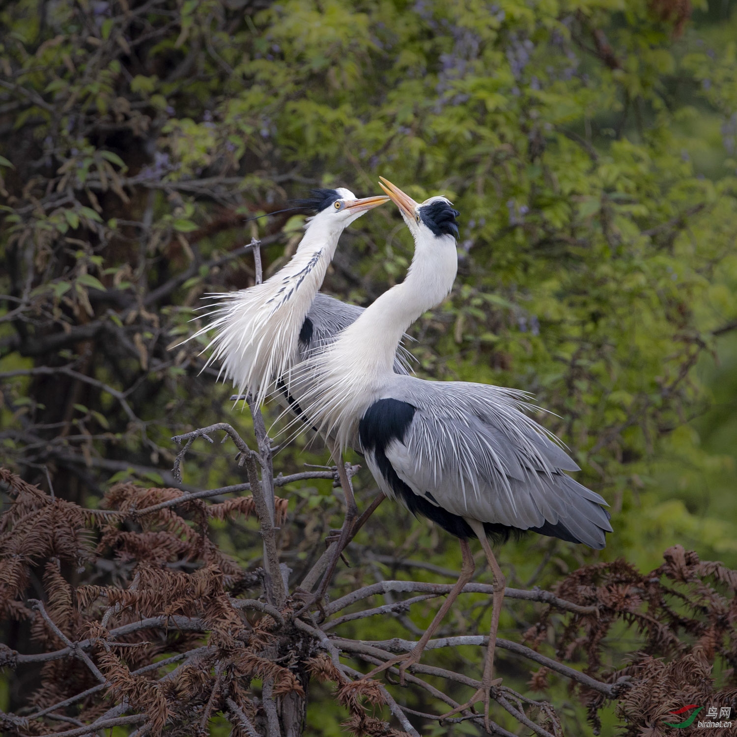 苍鹭   095  20200405.jpg