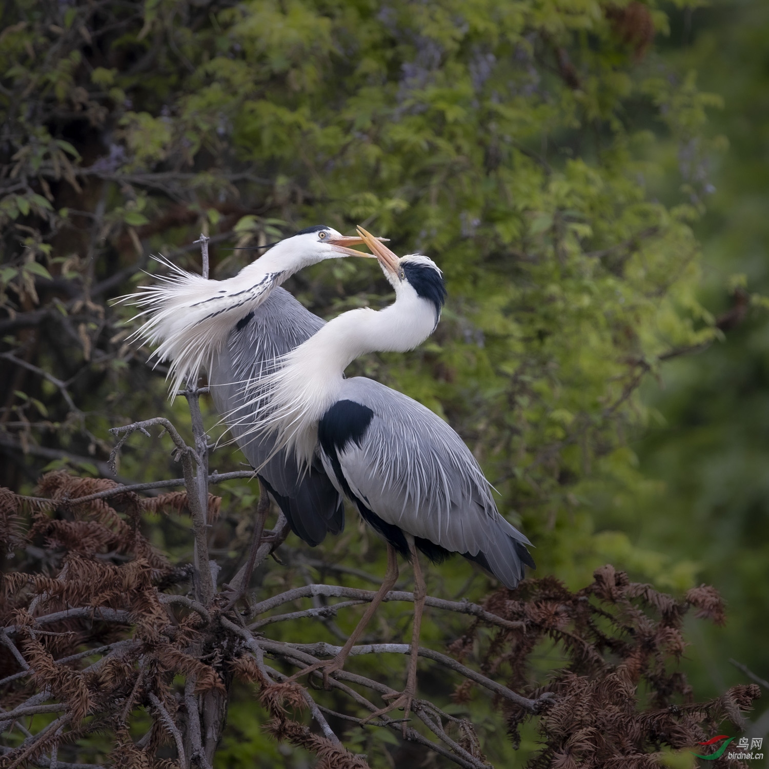 苍鹭   111  20200405.jpg