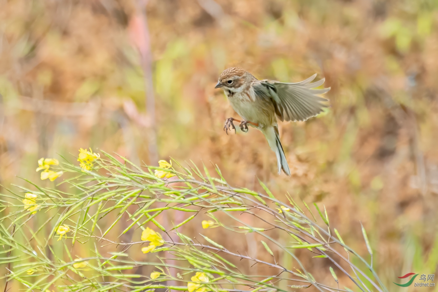 DSC_4922_1.jpg