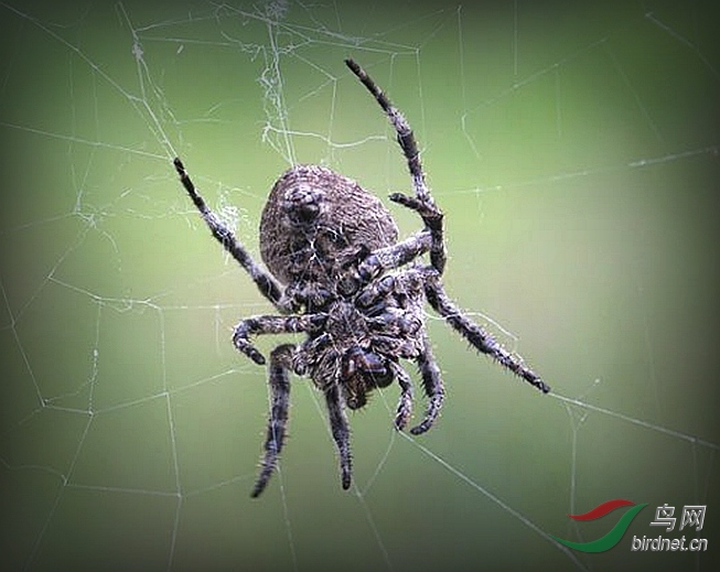 中国北方最常见的蜘蛛图片