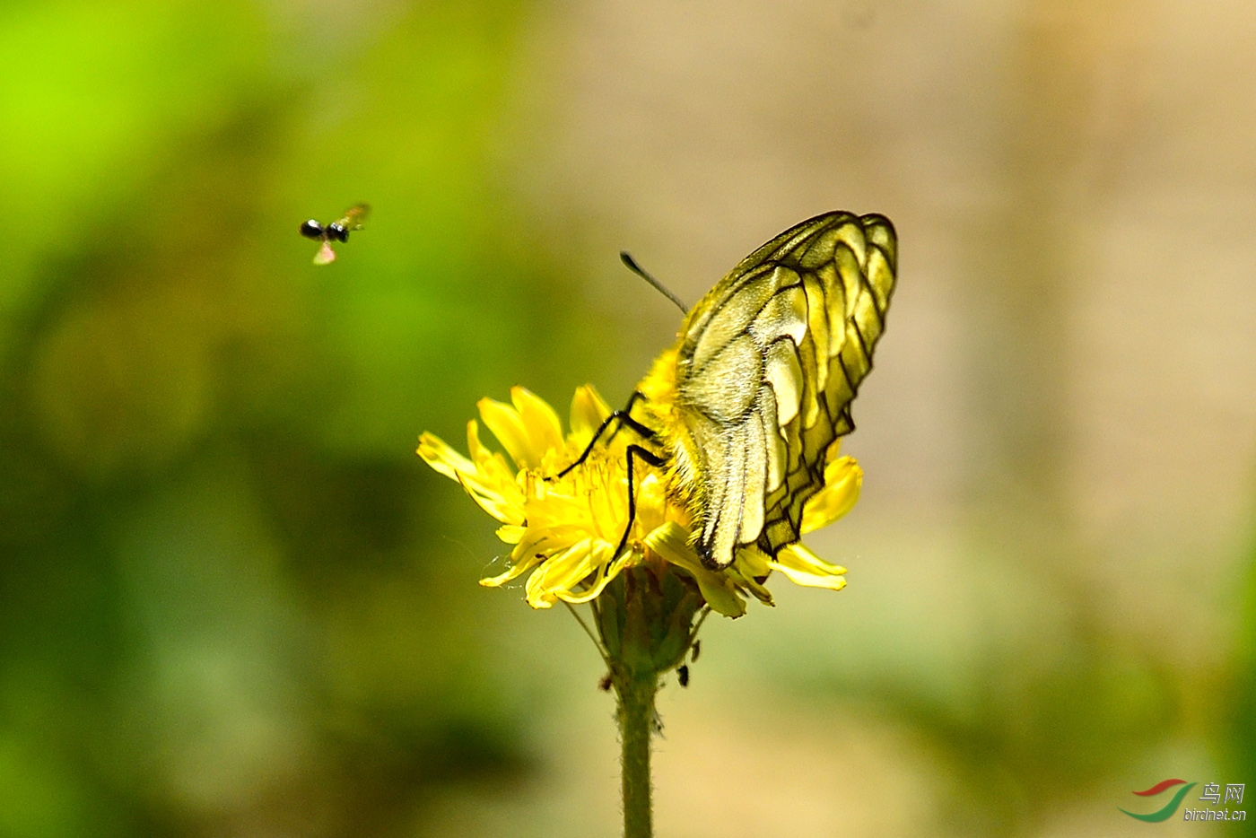 D5S_6950_20858a.jpg