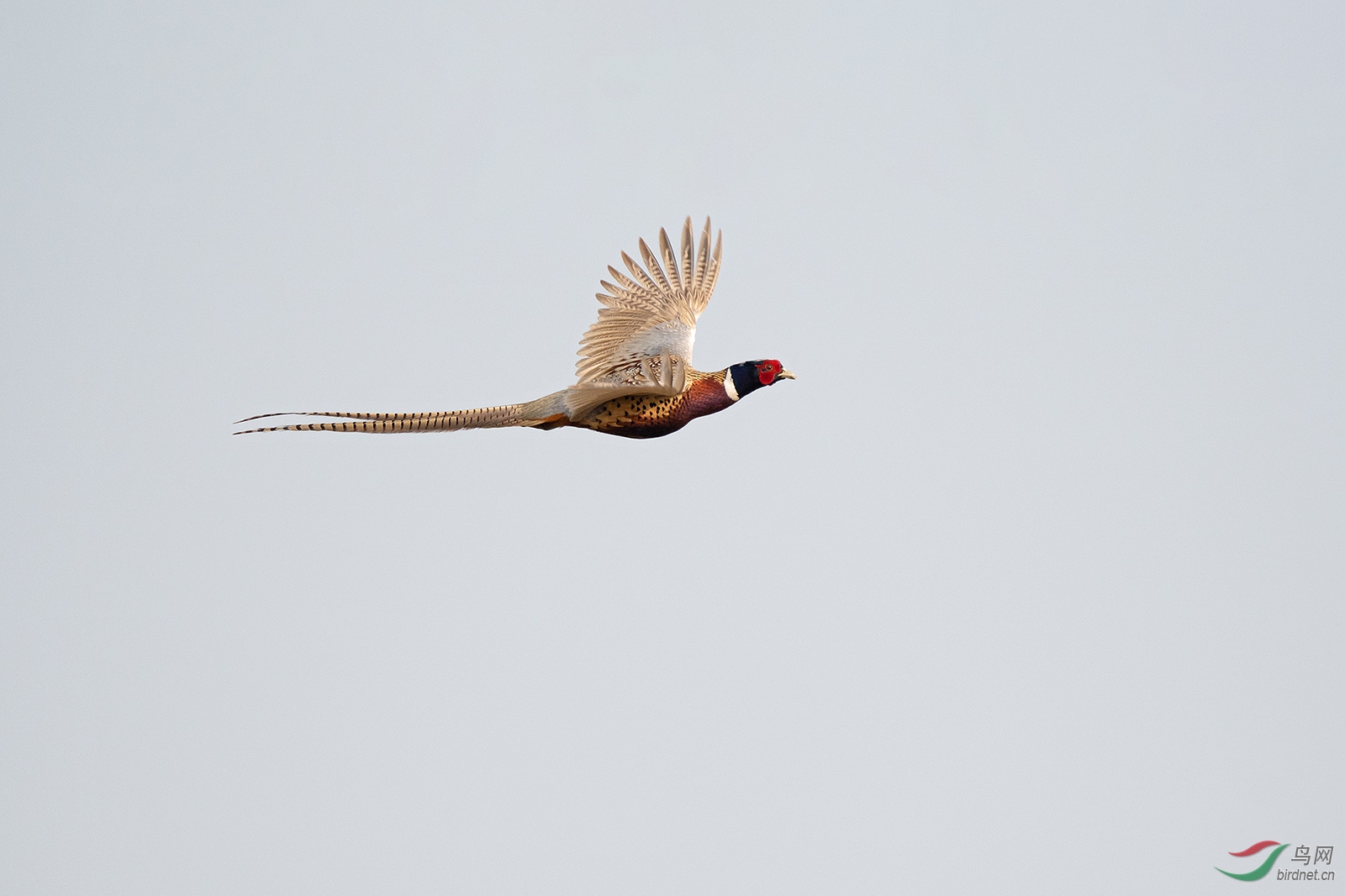 DSC08785-1.jpg