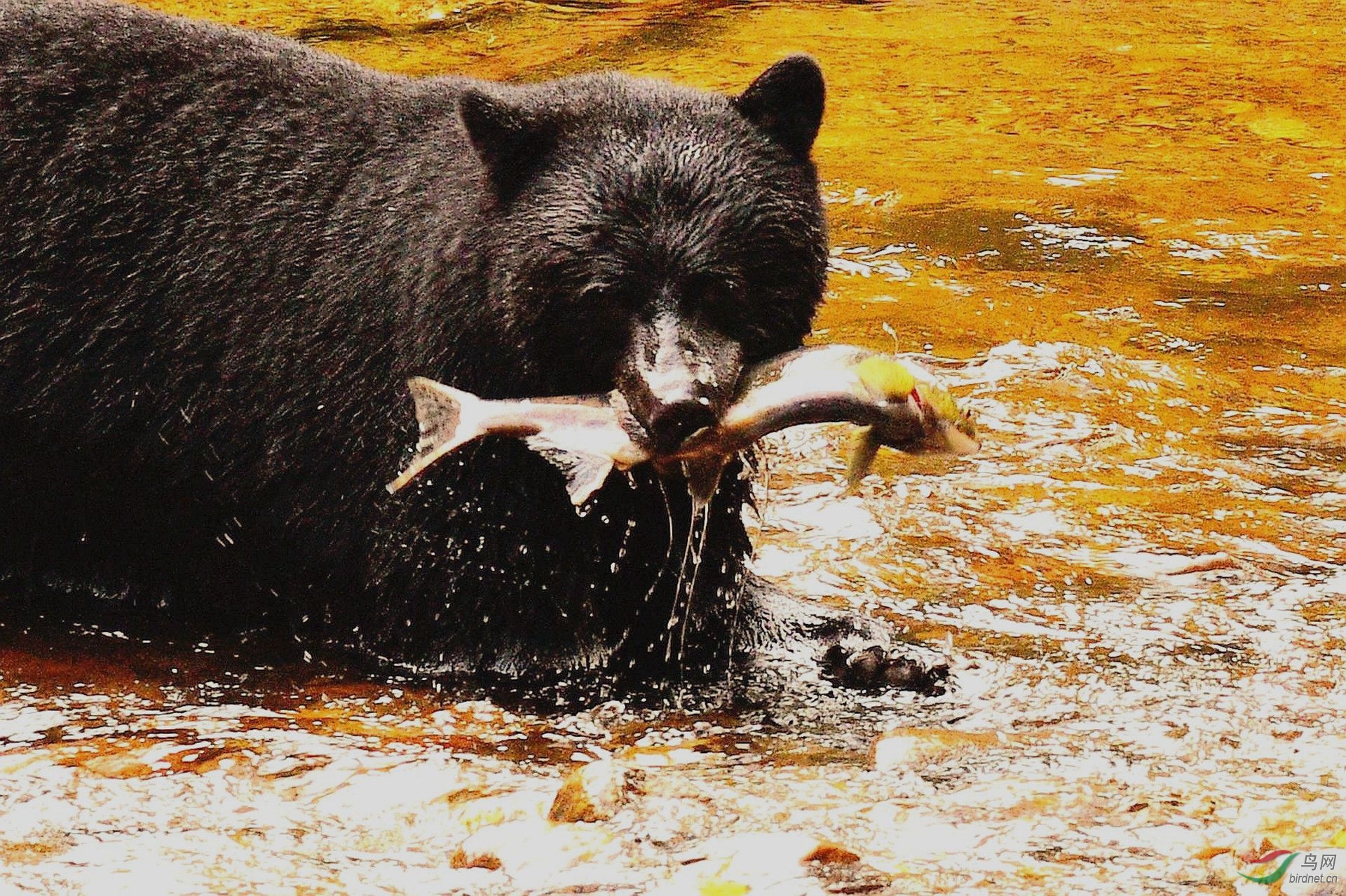 黑熊抓鱼3jpg