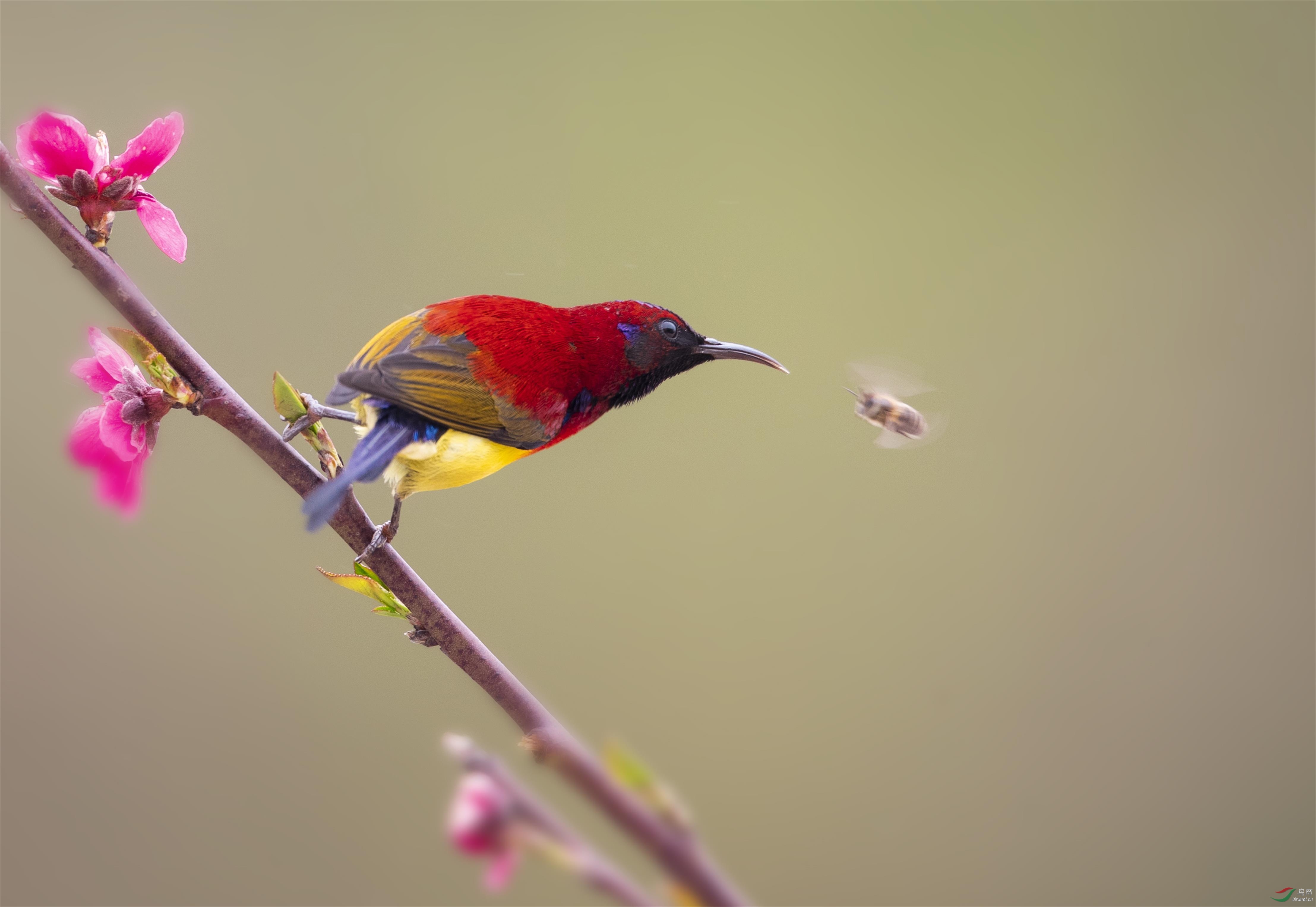 警告:别想跟我(贺获鸟类精华)