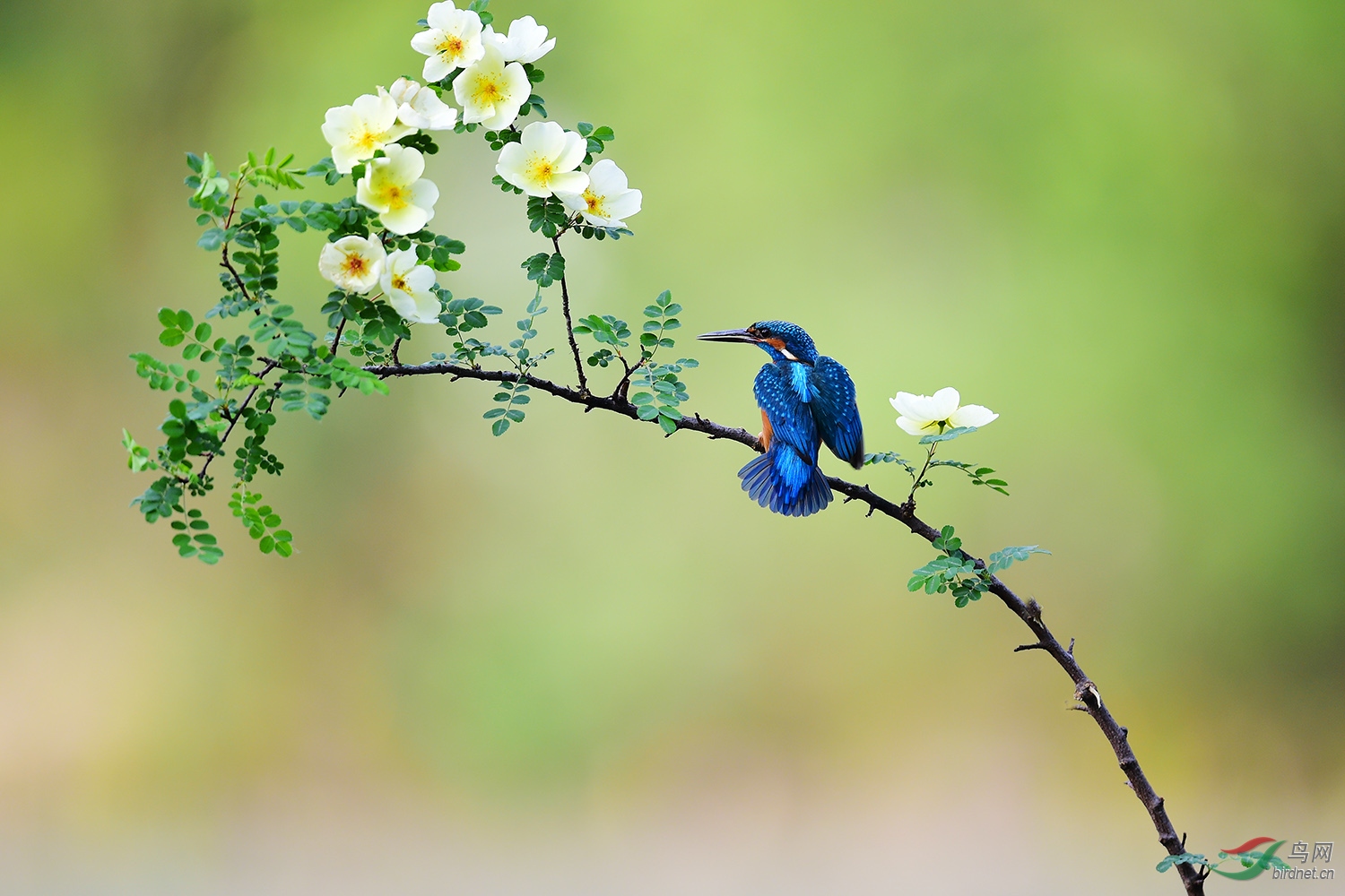 花鳥圖