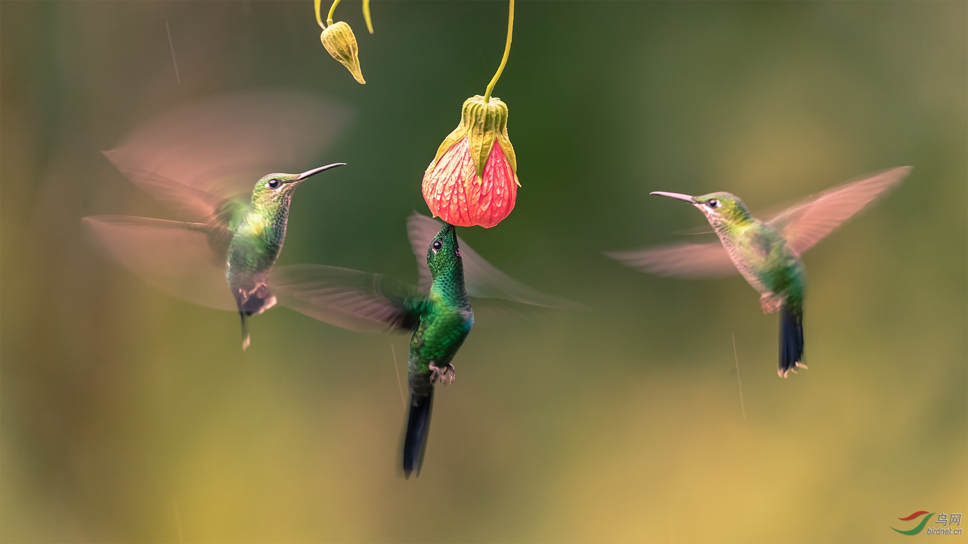 蜂鸟啼啭舞自由