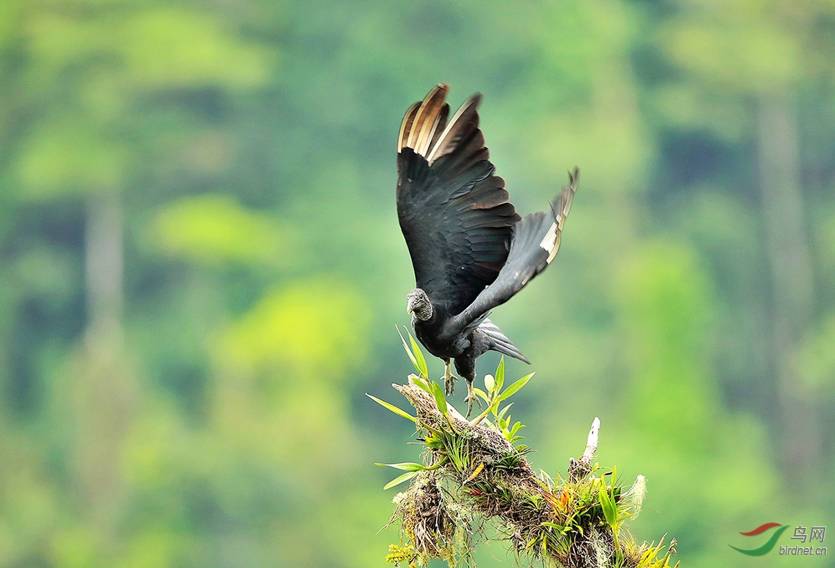 起飞黑鹫