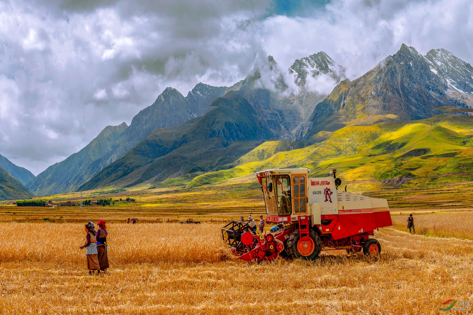 雪山脚下青稞熟了