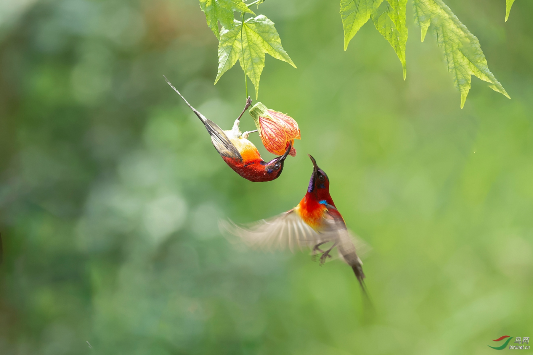 DSC_8066-6.jpg