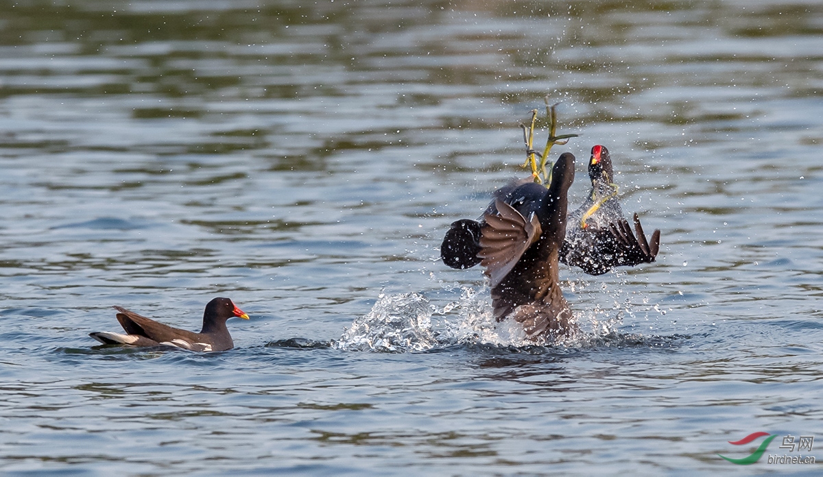 DSC_5175.jpg