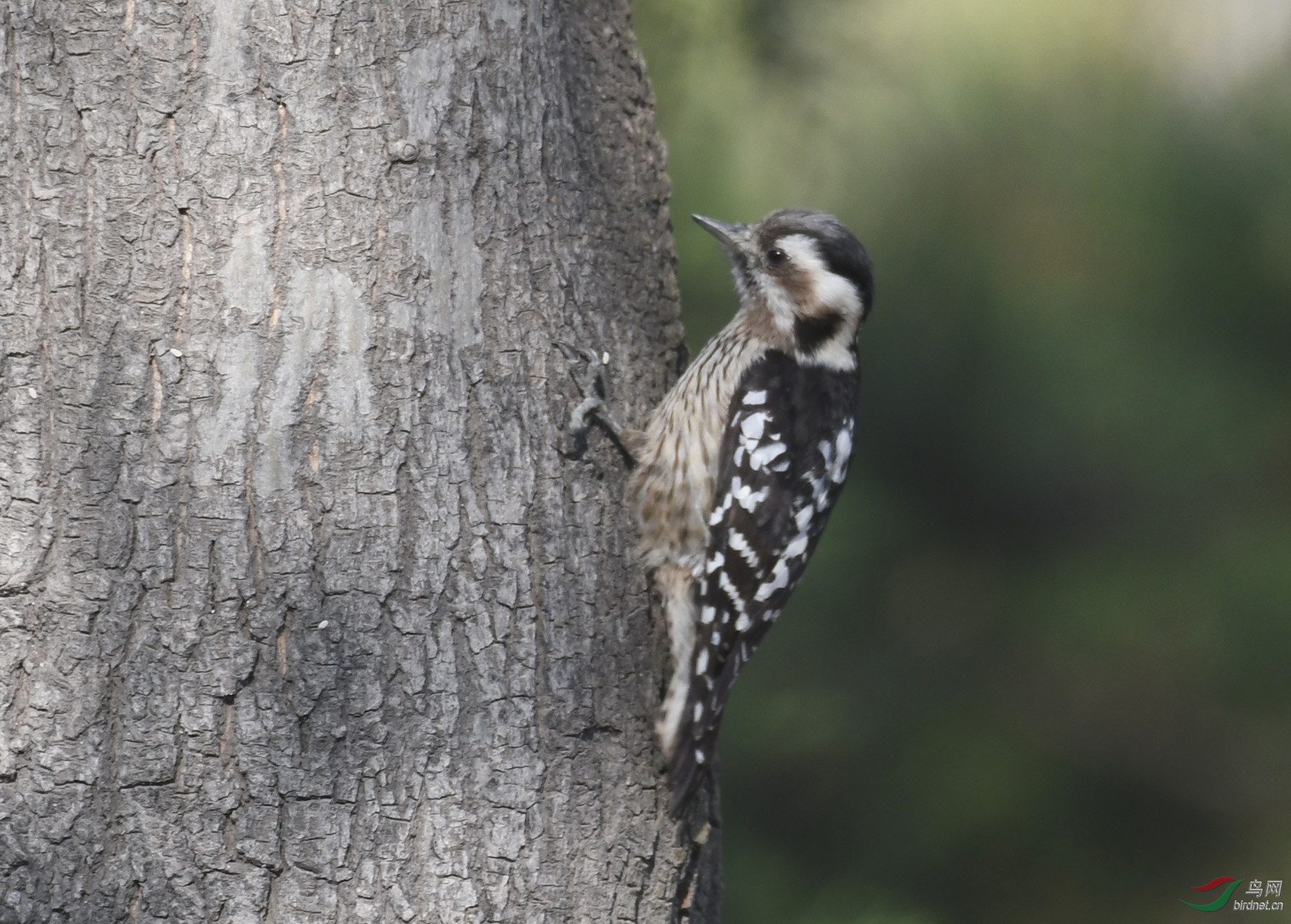 ������Ӱ 009����.jpg