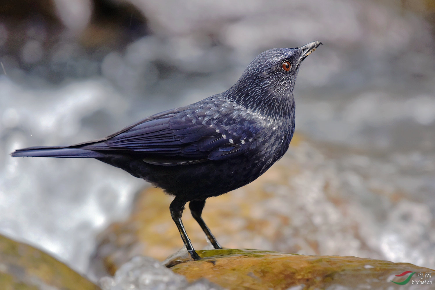 D8I_6768.jpg