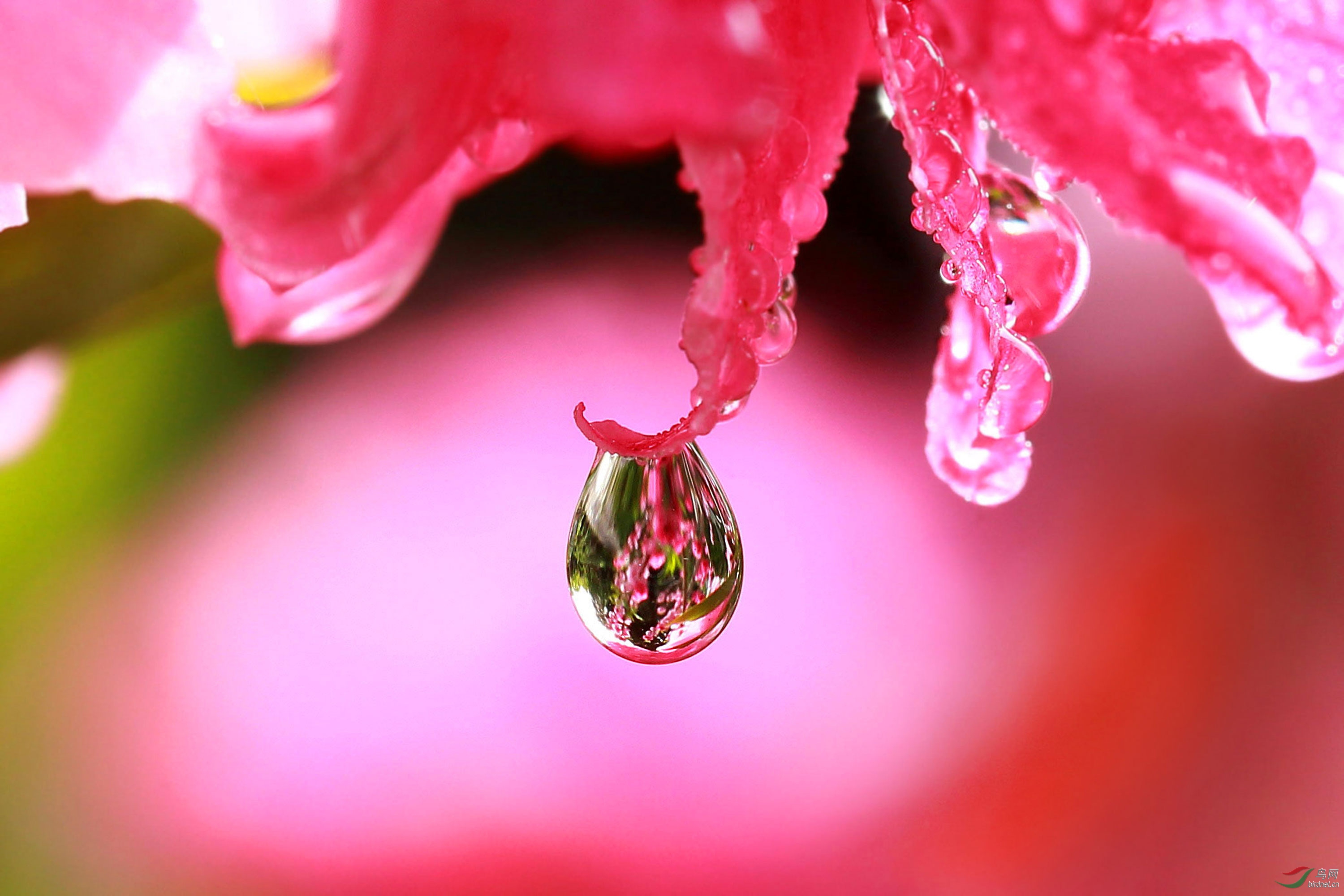 雨后的花朵垂着露珠图片