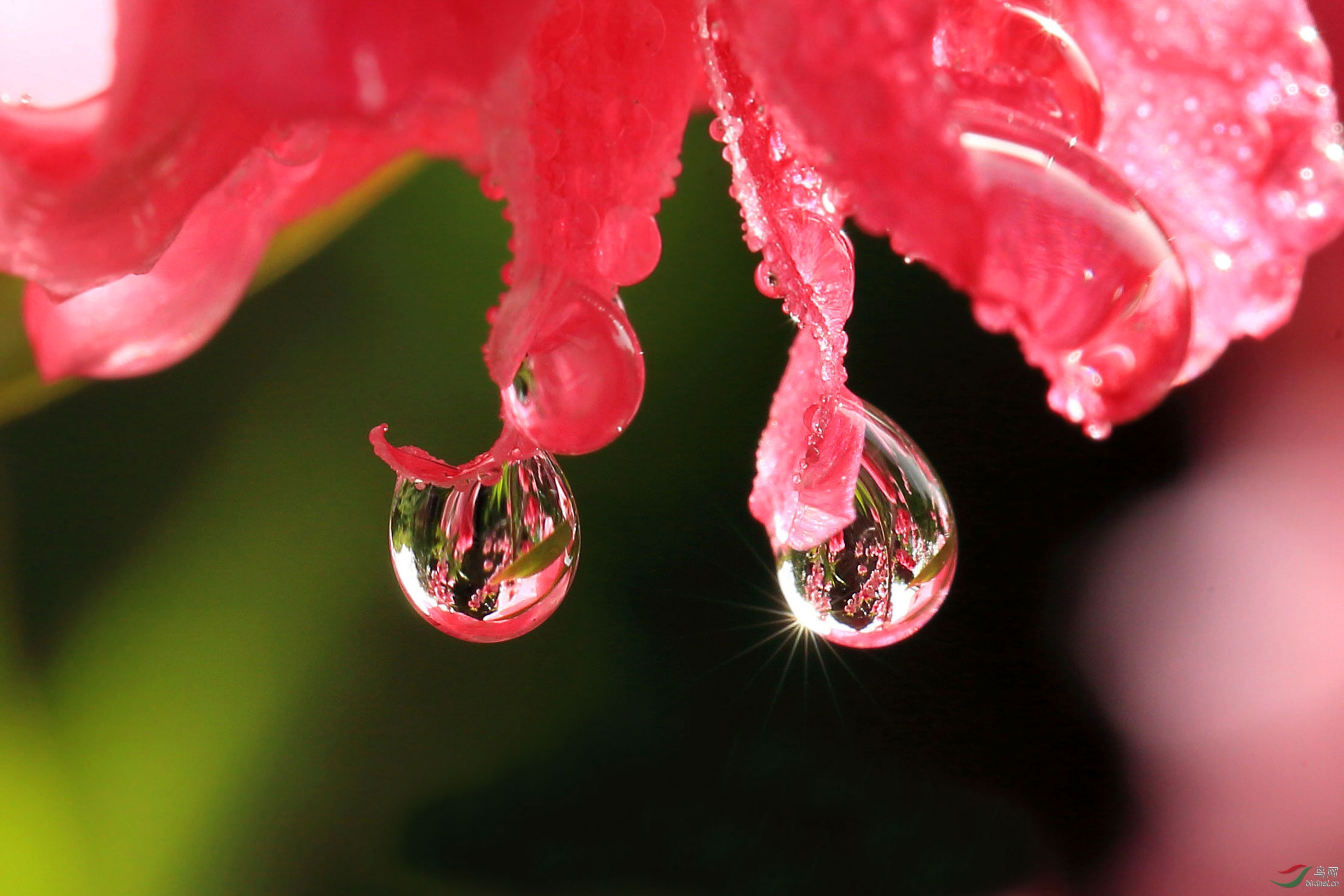 雨后露珠