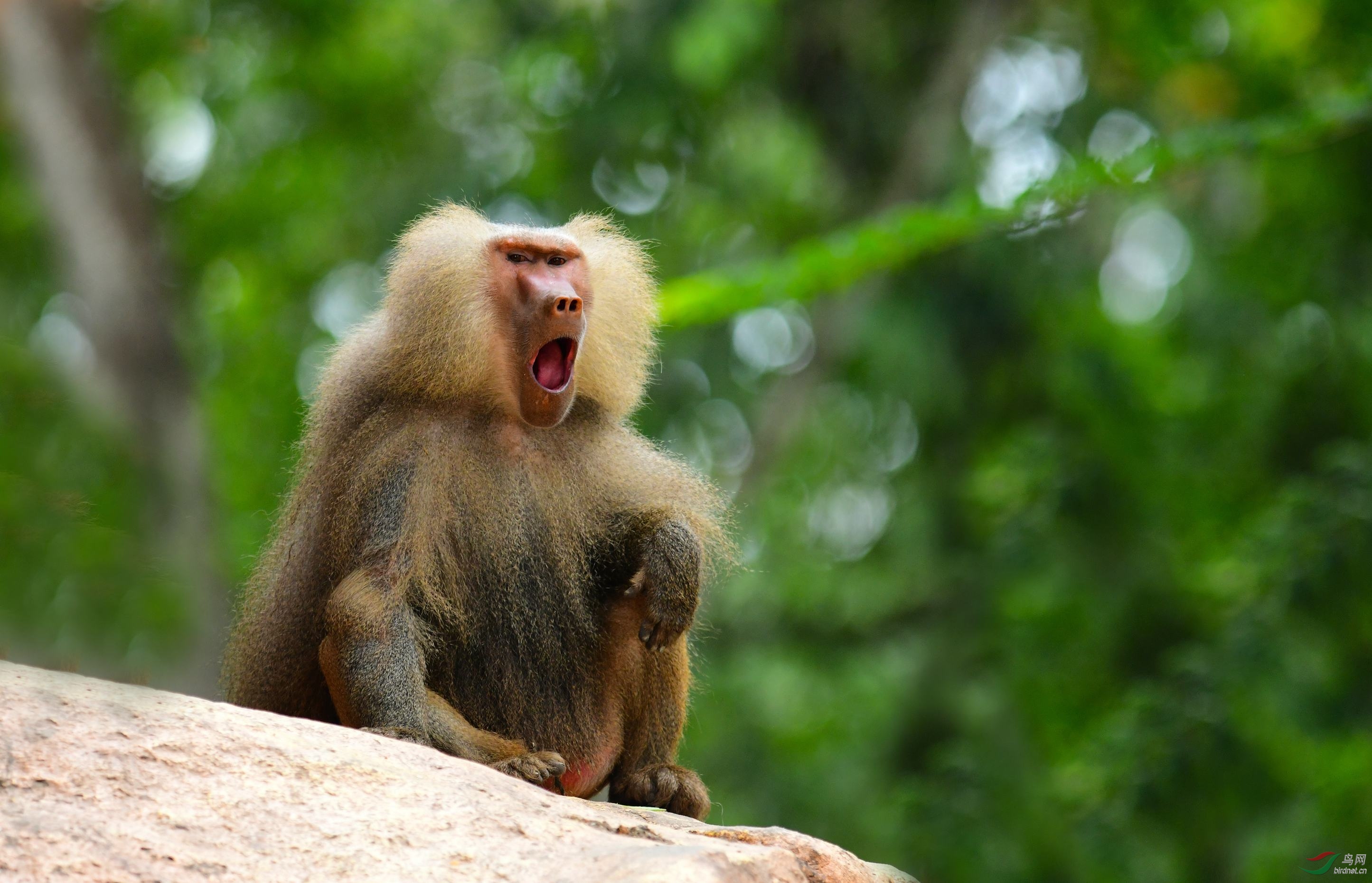 狒狒大吼