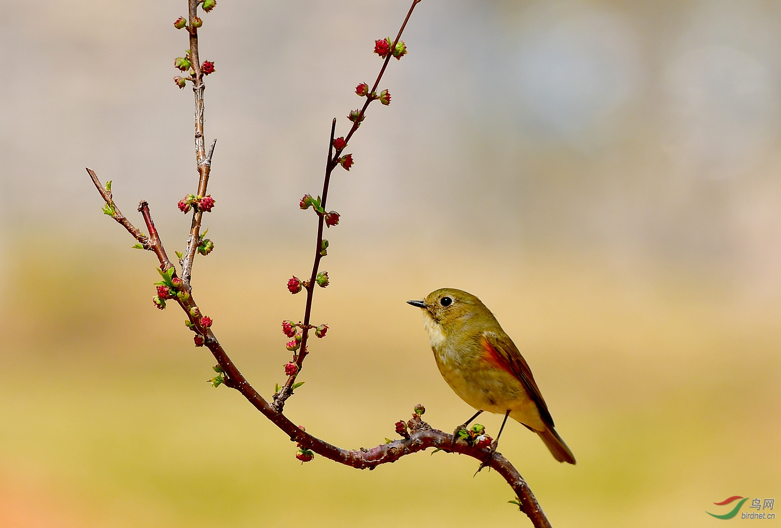 1DSC_3730_����.jpg
