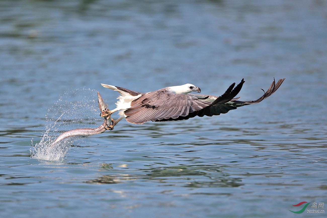 抓鱼出水白腹海雕