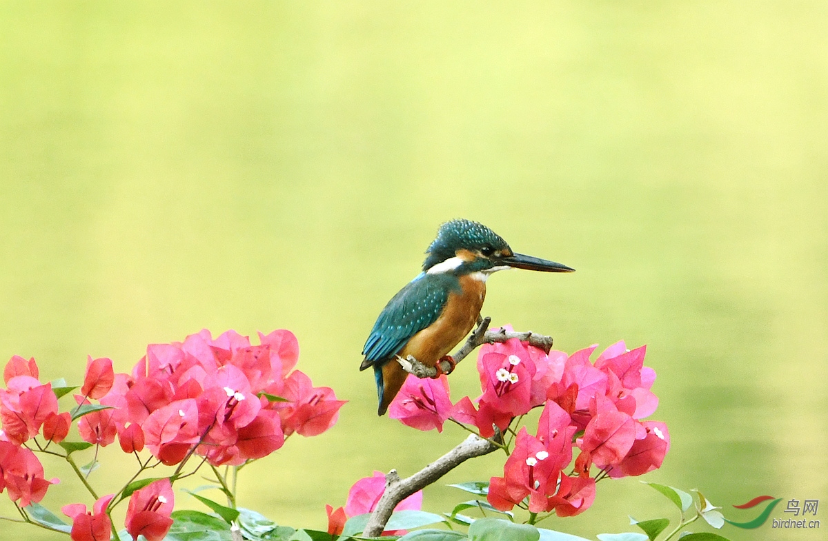 ����С��